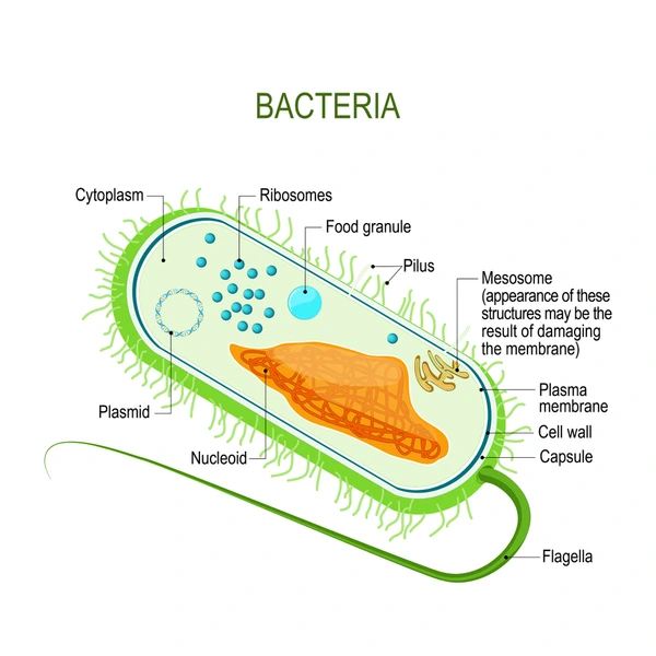 Bacterial flagellum structure Bacterial flagellum structure