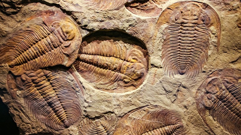 Islam and Evolution: Life's Story in Stone Islam and Evolution: Life's Story in Stone