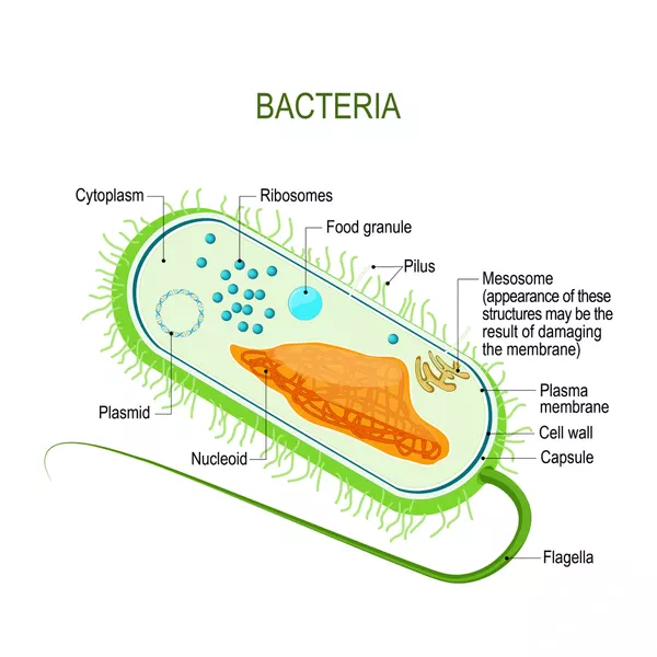 Bacterial flagellum structure Bacterial flagellum structure